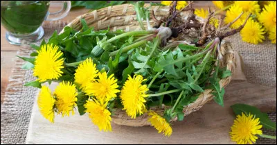 Feuilles, bourgeons, pétales, tout se mange, et vous pouvez faire du vin avec les fleurs !