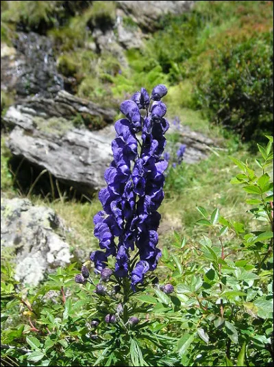 Il a un agréable goût de noisette et il est sans gluten !