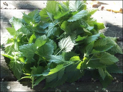 Cueillez les feuilles du haut, elles sont tendres et ce sont les meilleures !