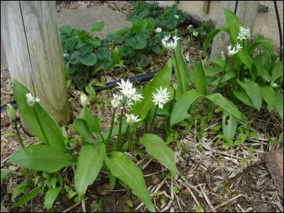 Pourquoi lui a-t-on donné ce nom, eh bien il semble que ces animaux en consomment à leur sortie d'hibernation !