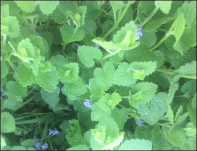 Contrairement à l'autre, celui-ci ne grimpe pas le long des murs !