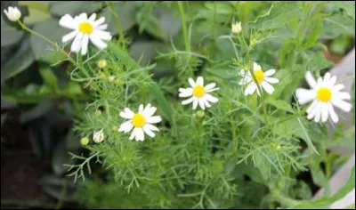 Nos anciens avaient l'habitude d'en faire de la tisane, mais cette plante fleurie a bien d'autres propriétés !