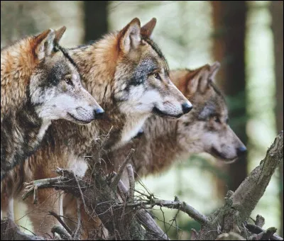 Quel est ton animal préféré ?