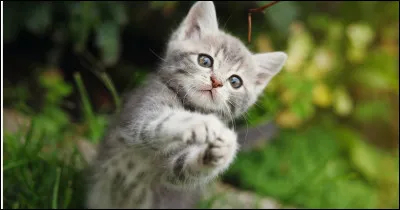 Si tu vois un chaton en détresse, que fais-tu ?