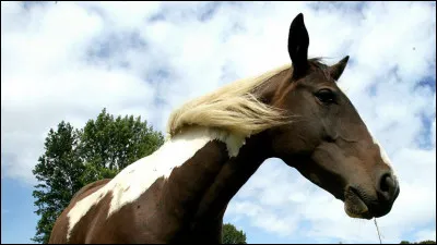 Comment s'appelle le film ou la série la plus vue sur les chevaux ?