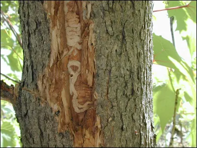 Nous voyons de l'écorce d'érable sur l'image.