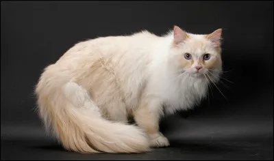 De quelle race est ce beau chat ?