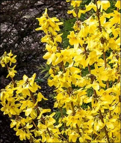 Quelle est cette plante ?