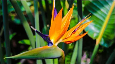 Le drapeau de Kiribati, République insulaire océanienne, est sans doute le plus singulier de tous. Outre un soleil et des vagues, que peut-on y apercevoir ?