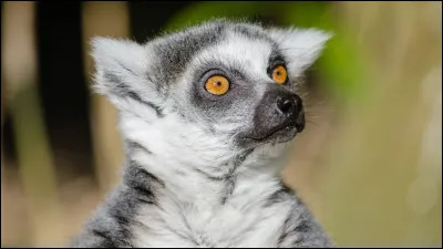 À quel Disney cet objet fait-il référence ?