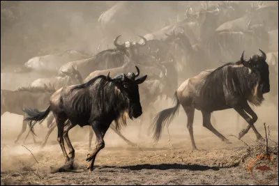 À quel Disney cet objet fait-il référence ?