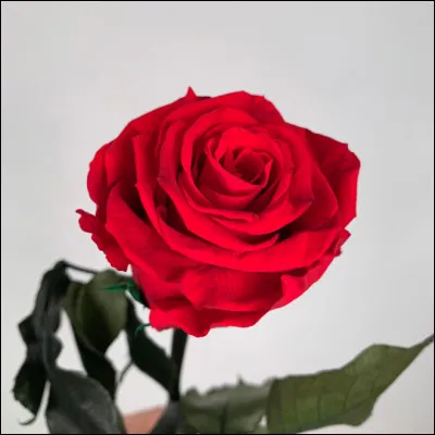 À quel Disney cet objet fait-il référence ?