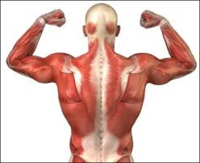 Ils servent à nous maintenir debout et à nous déplacer.