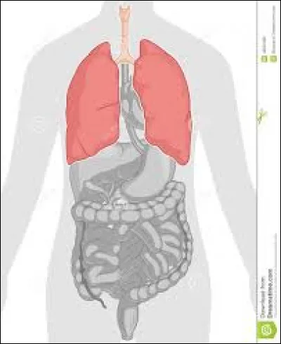 C'est grâce à eux qu'on respire.