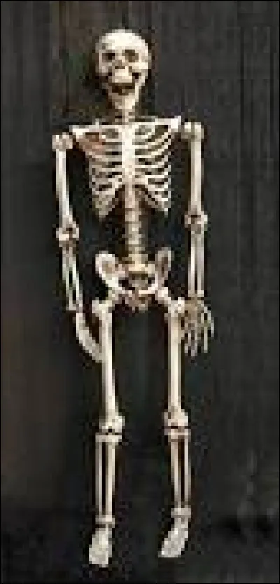 Combien est-ce qu'il y a d'os dans un squelette ?