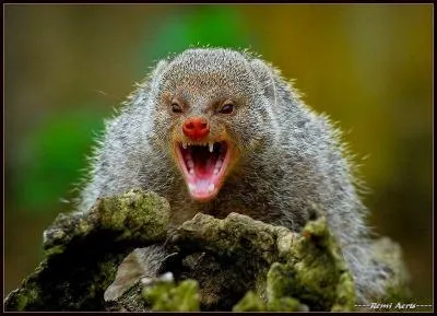 Alors lui, qui est-ce ?