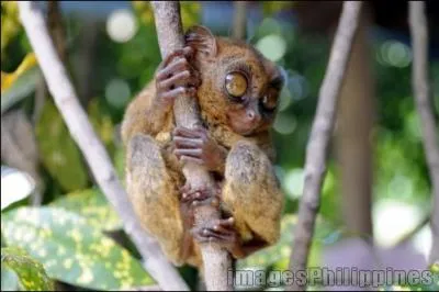 Et lui, qui est-ce ?