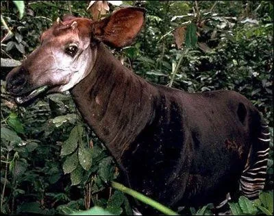 Comment s'appelle-t-il ?