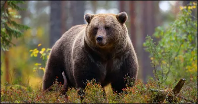 Lors d'une balade dans la montagne, tu croises un ours qui n'a pas remarqué ta présence. Que fais-tu ?