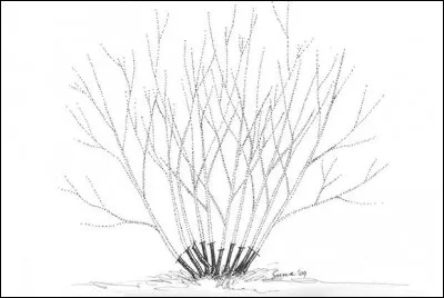 Quelle méthode de taille est représentée par ce schéma ?