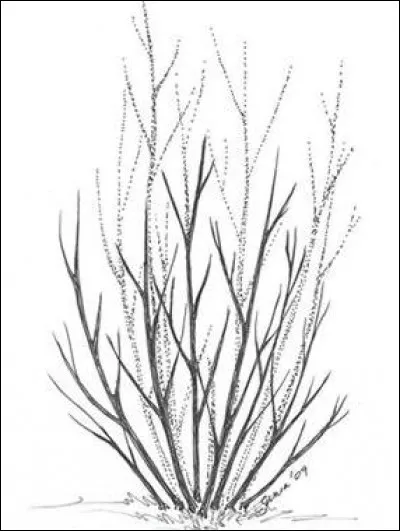 Quelle méthode de taille est représentée par ce schéma ?