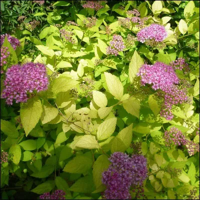 Quel est le nom de cet arbuste ?