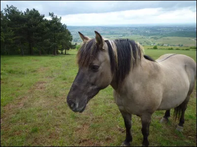 Comment s'appelle la ligne noire située sur le dos des chevaux qui pâturent le sommet de la Roche de Solutré ?
