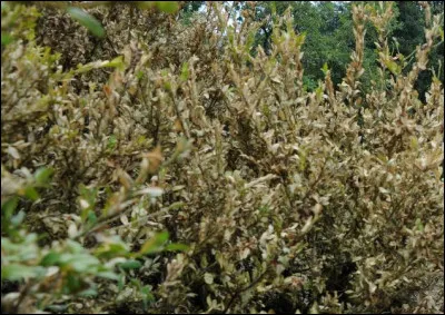 Qui a mangé les buis du Grand Site ces dernières années ?