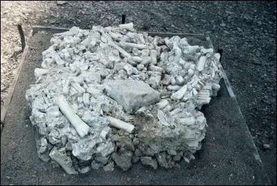 Si le gisement de Solutré était un commerce, comment pourrait-on l'appeler ?