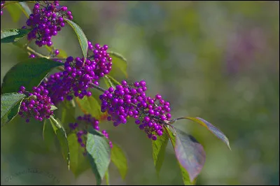 Quel est le nom de cet arbuste ?