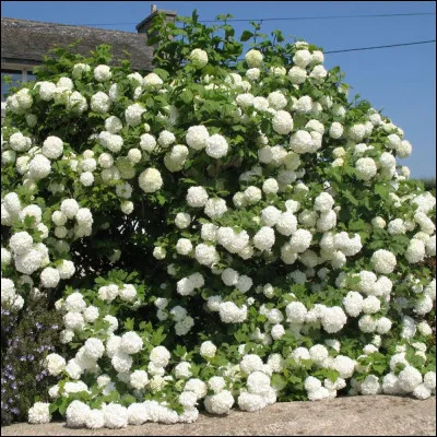 Quel est le nom de cet arbuste ?