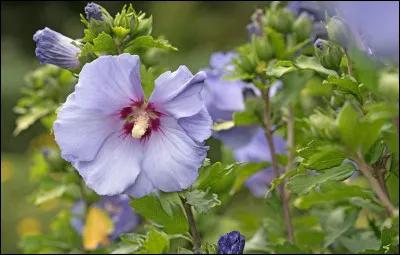 Quel est le nom de cet arbuste ?