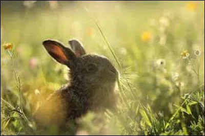 Comment s'appelle le petit du lièvre ?