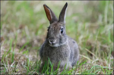 Un herbivore (lapin) mange une plante de niveau trophique 1. Le lapin est de niveau trophique 2. Que sont les lapins ?