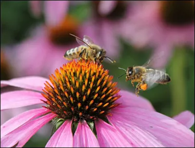 Comment les fleurs attirent-elles les abeilles et les insectes ?