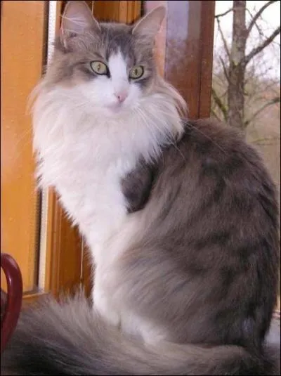 Quelle race est-ce ?