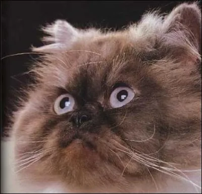 Quelle race est-ce ?