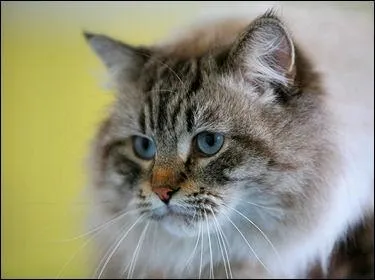 Quelle race est-ce ?