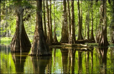 Quel est le nom de l'étendue d'eau formée par les anciens bras et méandres d'un grand fleuve ?