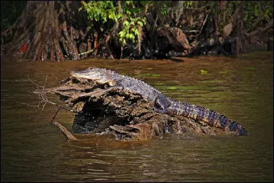 Quel crocodilien vit dans ces étendues d'eau ?