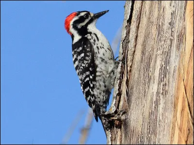 Comment s'appelle ceci en anglais ?