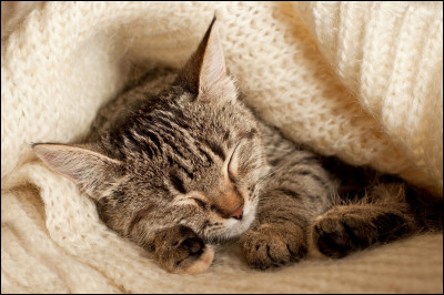 Pendant ce test, imagine que tu es un chat ! 
Où préfères-tu dormir ?