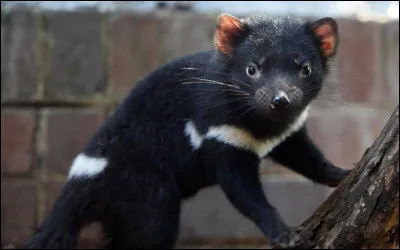 Et enfin, quel animal préfères-tu parmi ces quatre ?