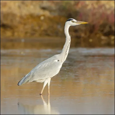 Un héron pourrait manger lequel des animaux suivants ?