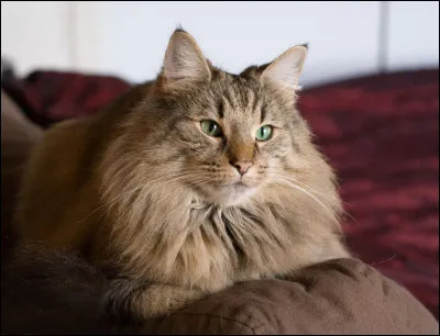 Quelle est la durée moyenne de gestation d'un chat domestique ?