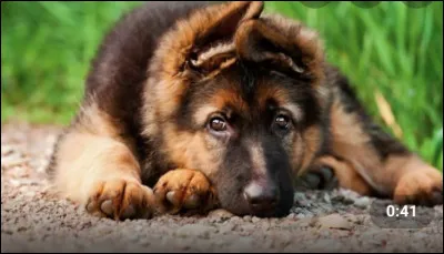 Si tu devais choisir un animal de compagnie, tu choisirais :