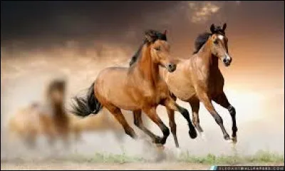 Grand rhinolophe fer à cheval est une espèce d'/de :