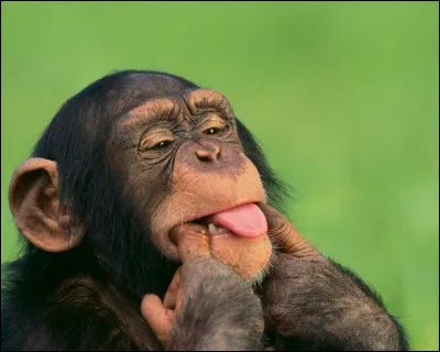 Quelle race de singe apercevons-nous ici ?