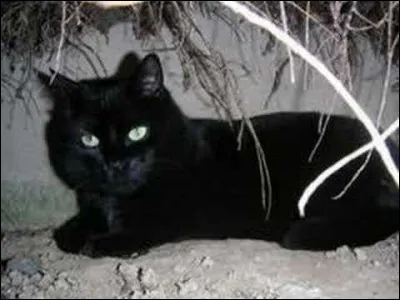 De quelle couleur est le pelage de Demi-Queue ?