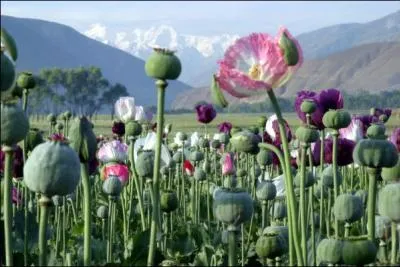 Avec laquelle de ces plantes ne fabrique-t-on pas de fibres textiles ?